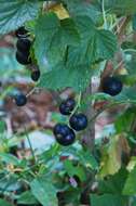 Image of Black Currant