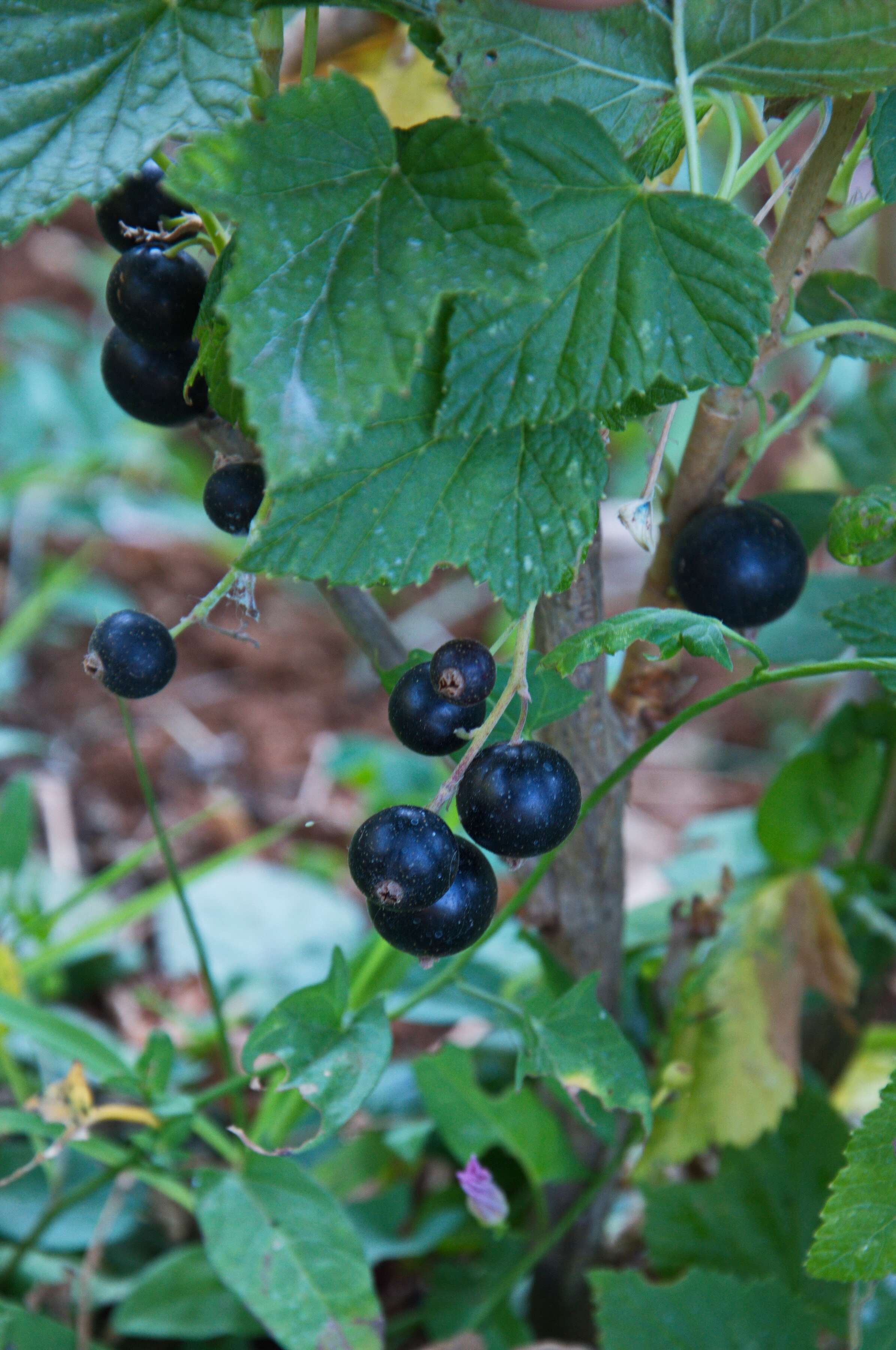 Image of currant