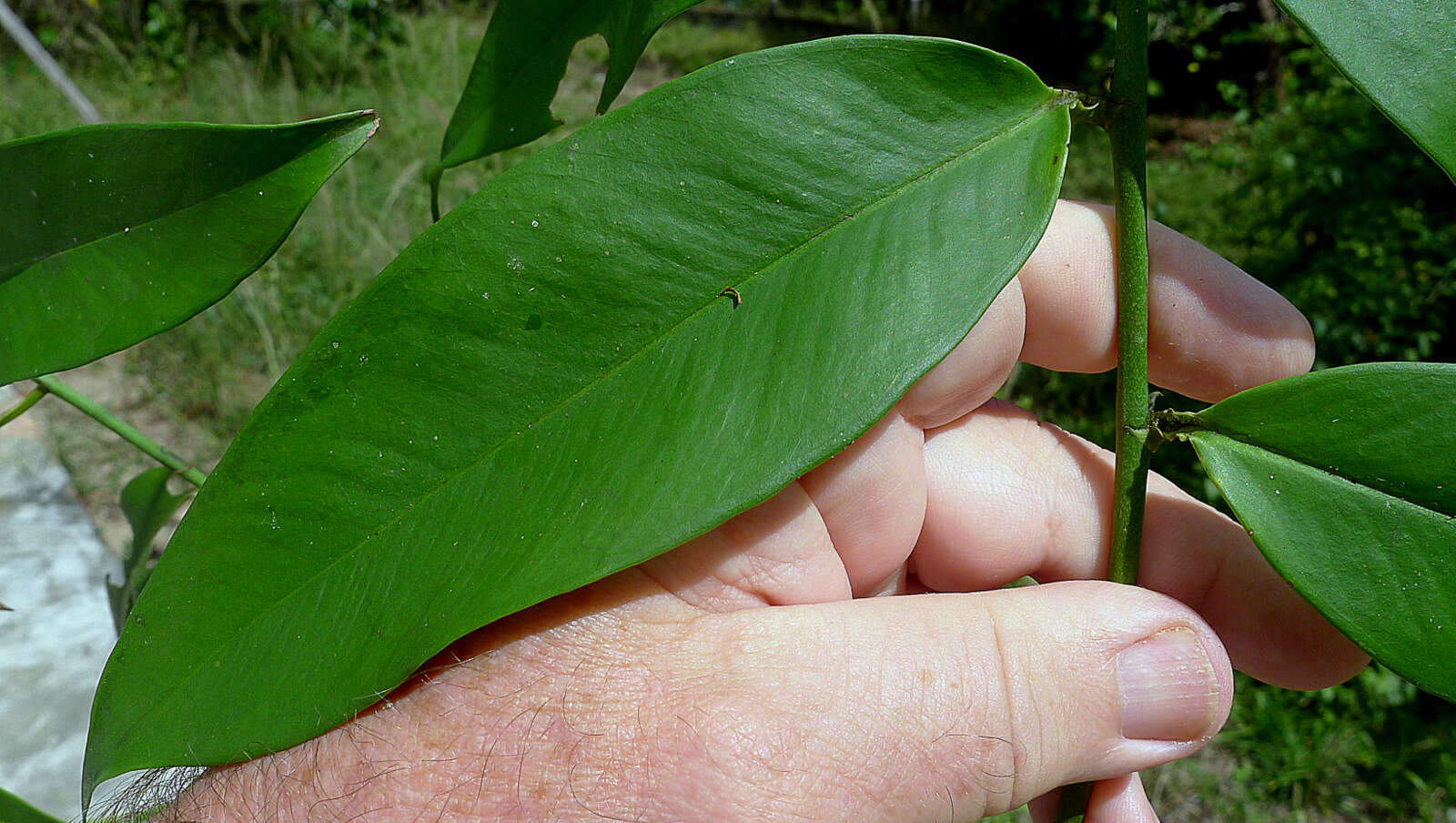 Image of Heteropsis