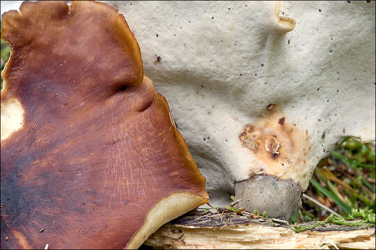 Image of black-footed polypore