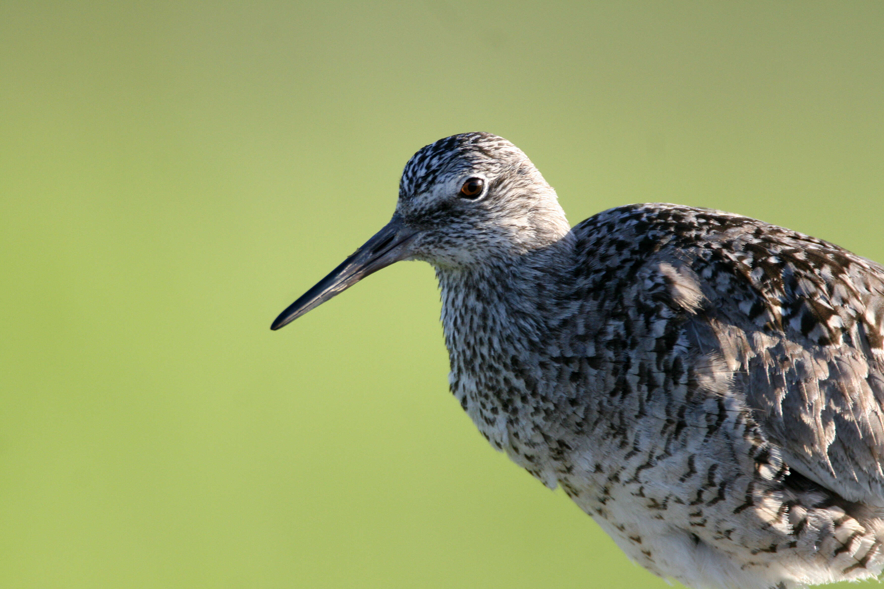 Image of Tringa Linnaeus 1758