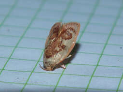 Image of concealer moths