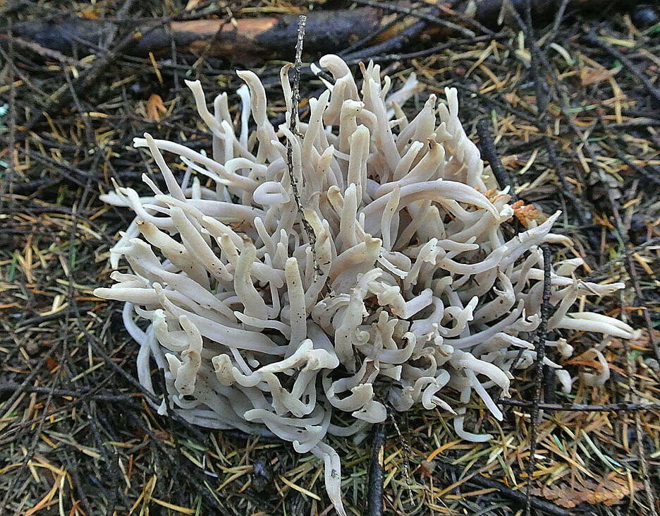 Clavaria resmi