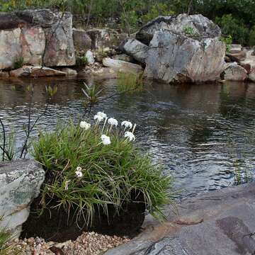 Image de Vellozia tubiflora (A. Rich.) Kunth