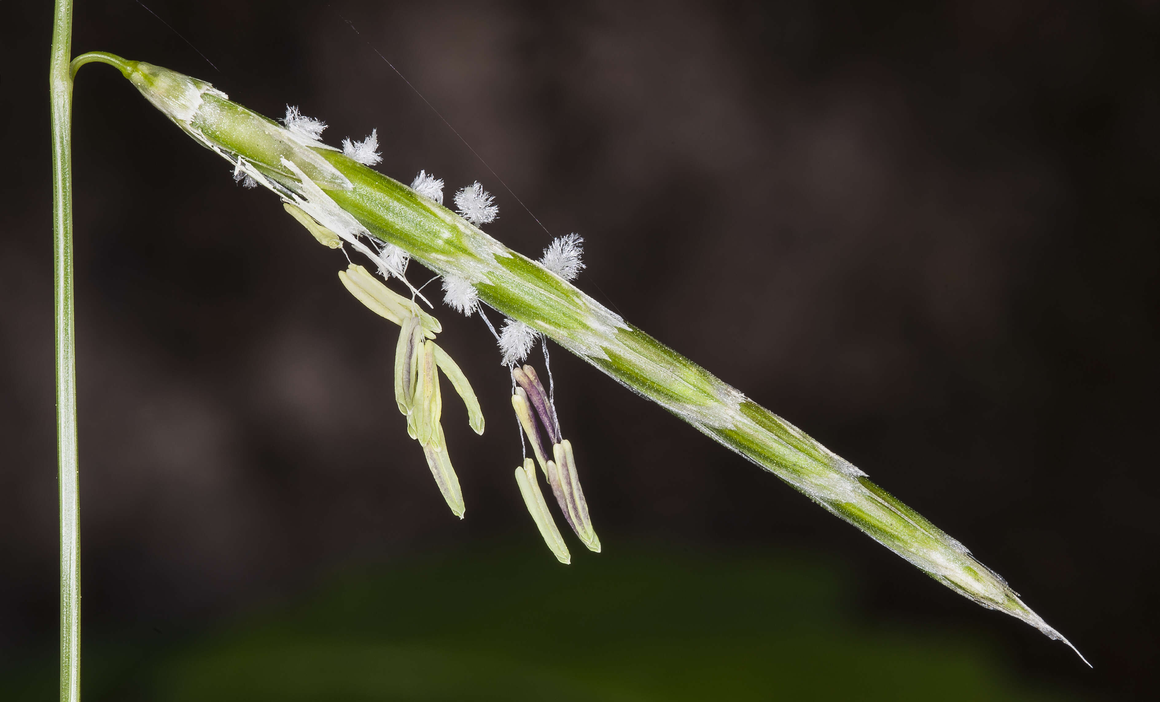 Image of semaphoregrass