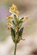 Image of Astragalus aquilanus Anzal.