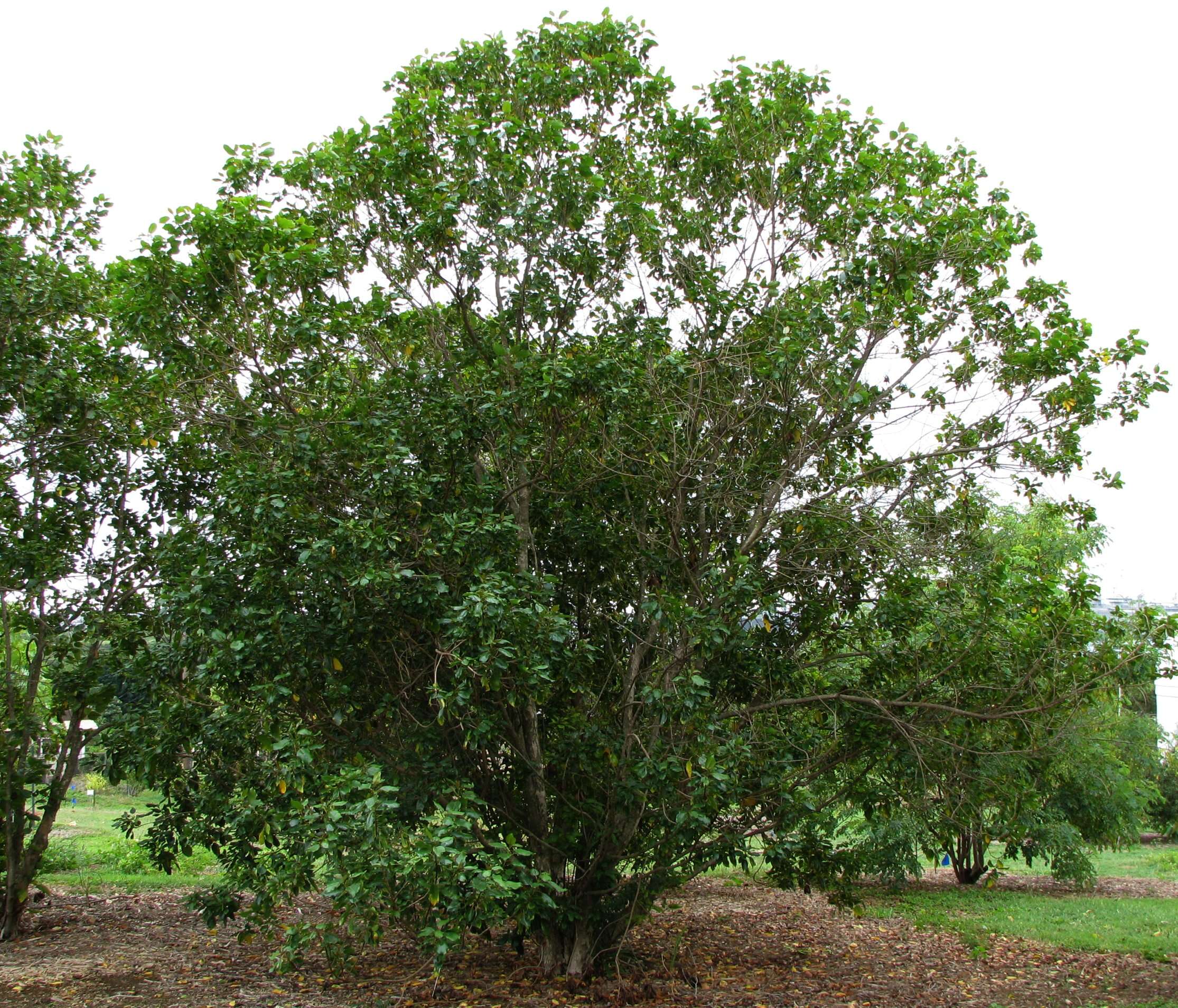 Plancia ëd Colubrina oppositifolia Brongn. ex H. Mann