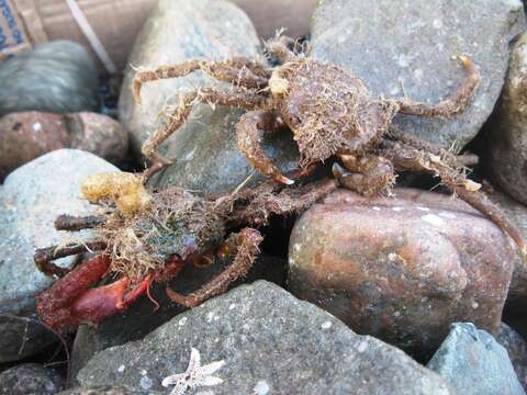 Image of Great spider crab