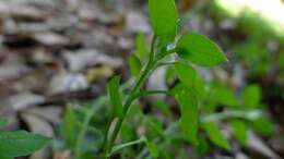 Image of common chickweed