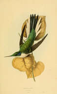 Image of Heliothryx Boie & F 1831