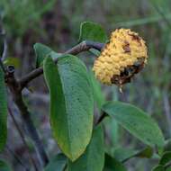 Image of Annona tomentosa R. E. Fr.