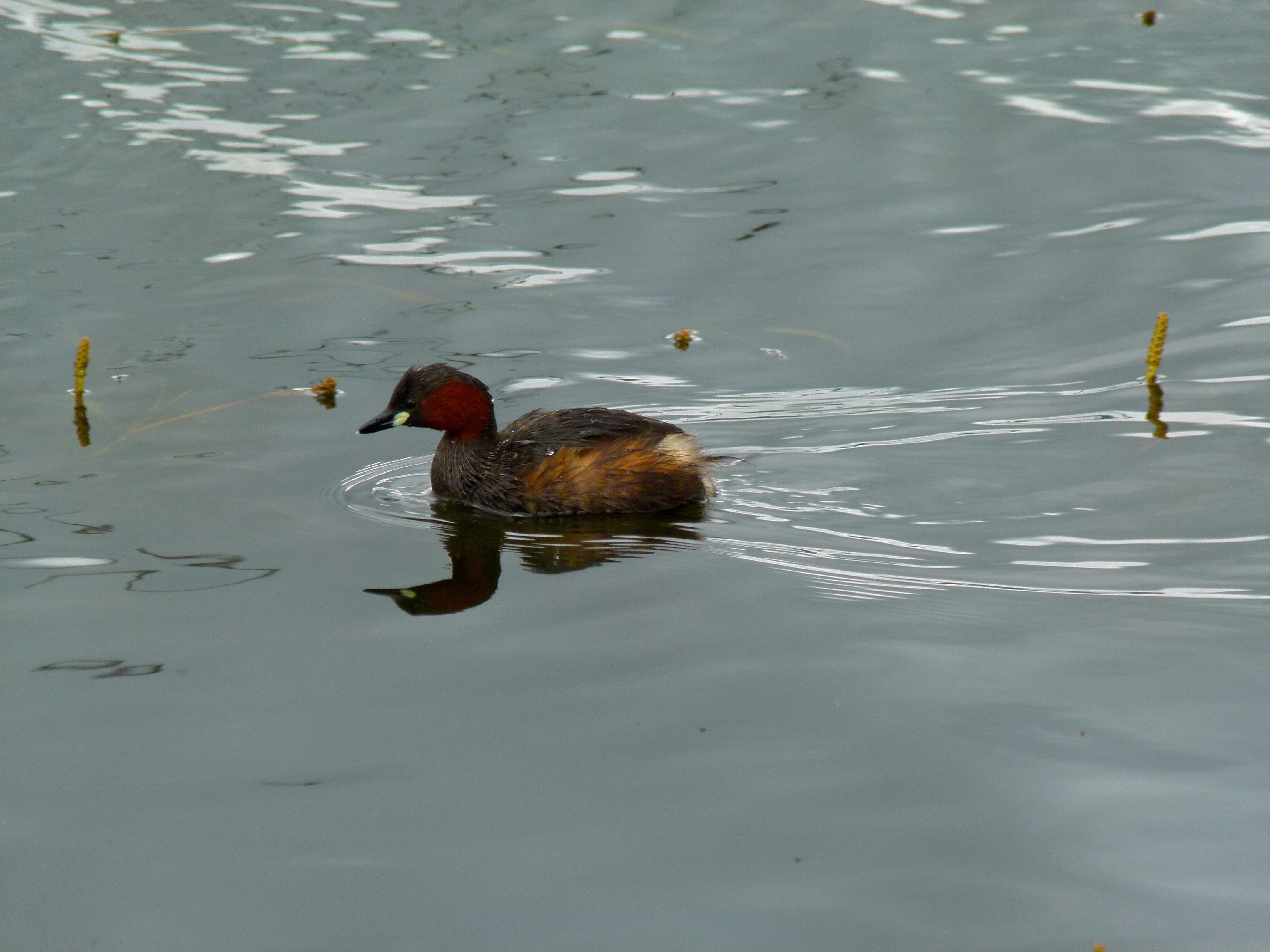 Image of Little Grebe