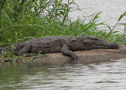 Image of Broad-snouted Crocodile