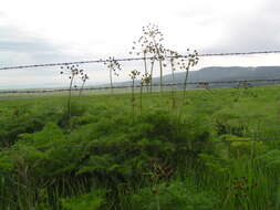 Imagem de Lomatium multifidum (Nutt.) R. P. Mc Neill & Darrach