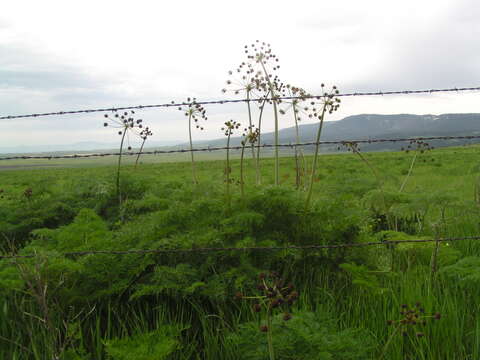 Image of carrotleaf biscuitroot