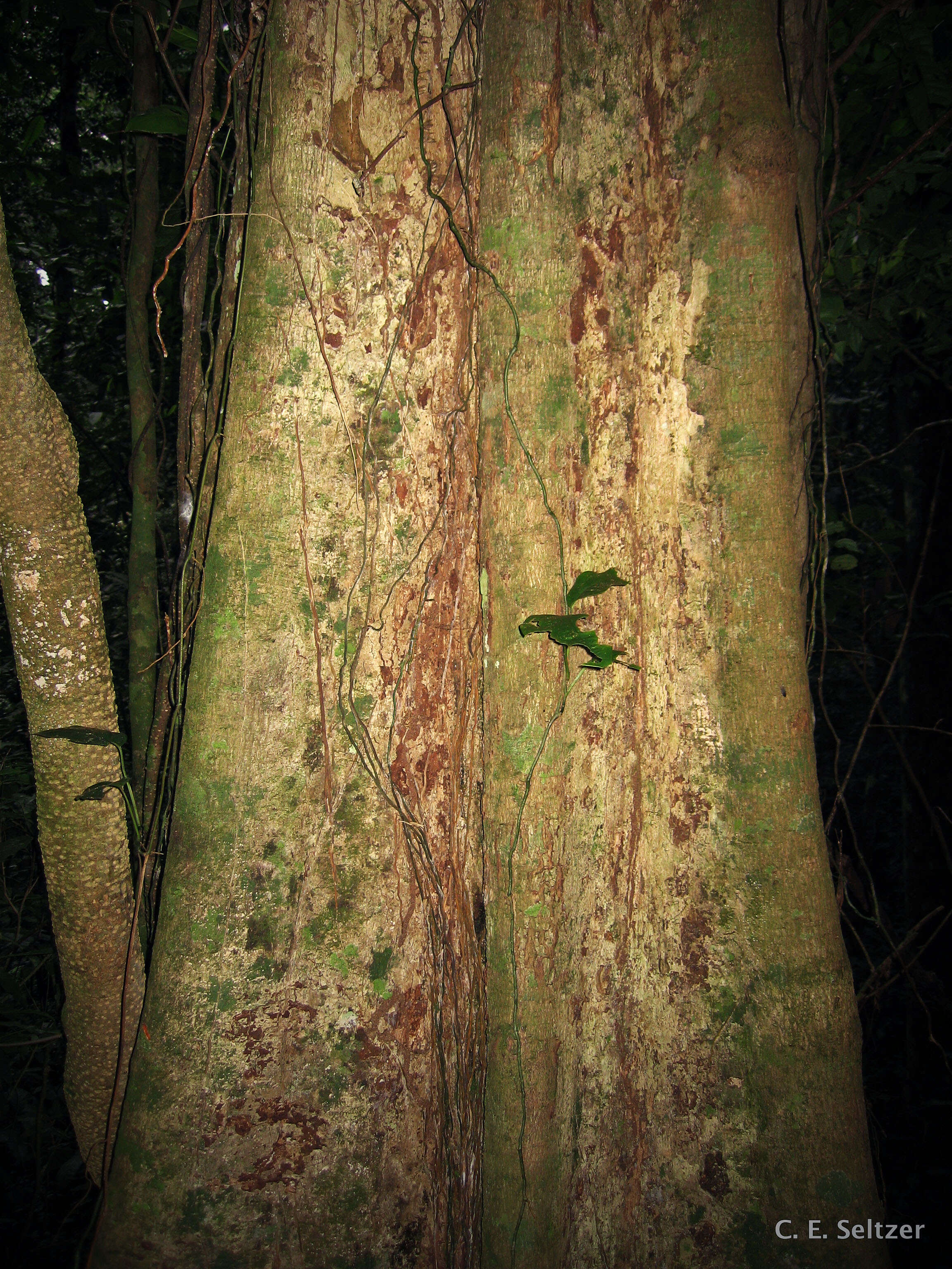 Image of Forest natal mahogany