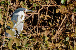 Image of Night Herons