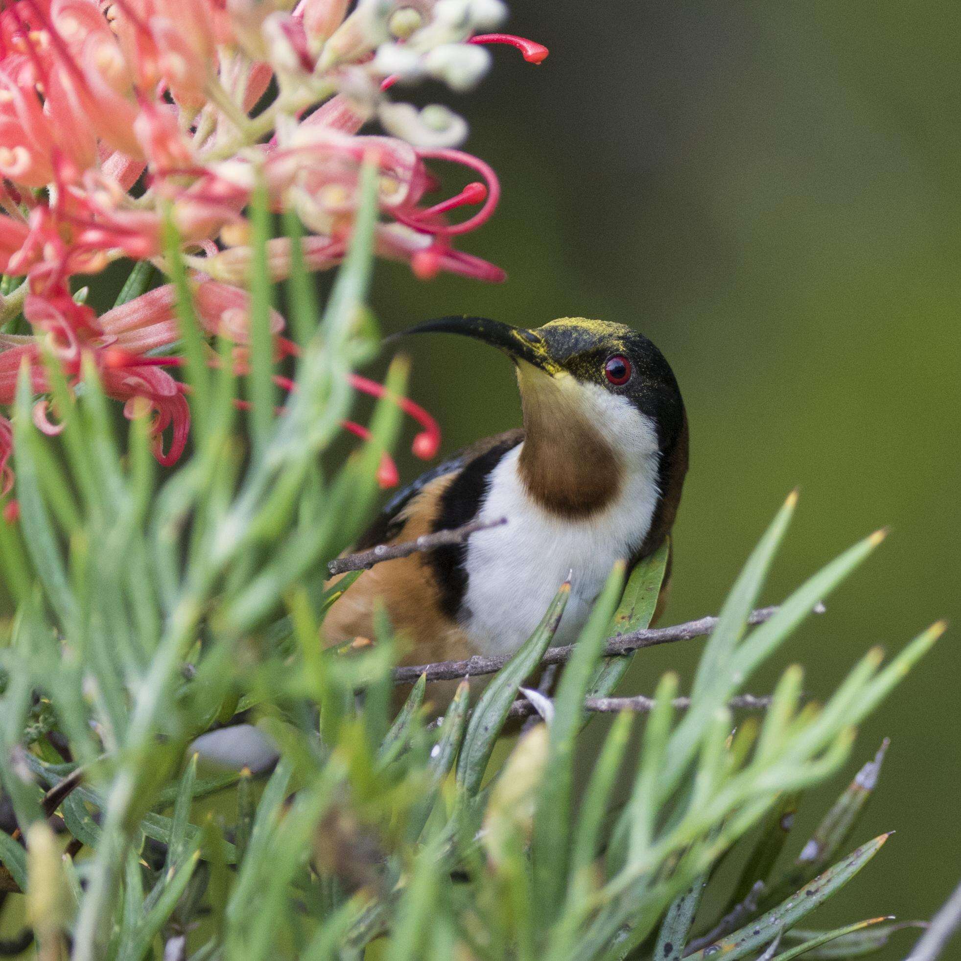 Image of Spinebill