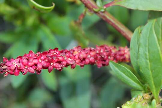 Image of tropical pokeweed