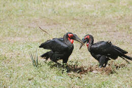 Image of ground-hornbills