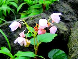 Image of Begonia crenata Dryand.