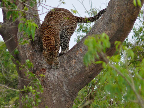 Image of Leopard