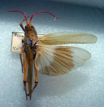 Image of Point-head Grasshoppers