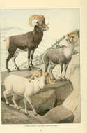 Image of Dall’s Sheep