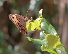 Image of Wood Nymphs