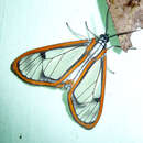 Imagem de Hyalurga species