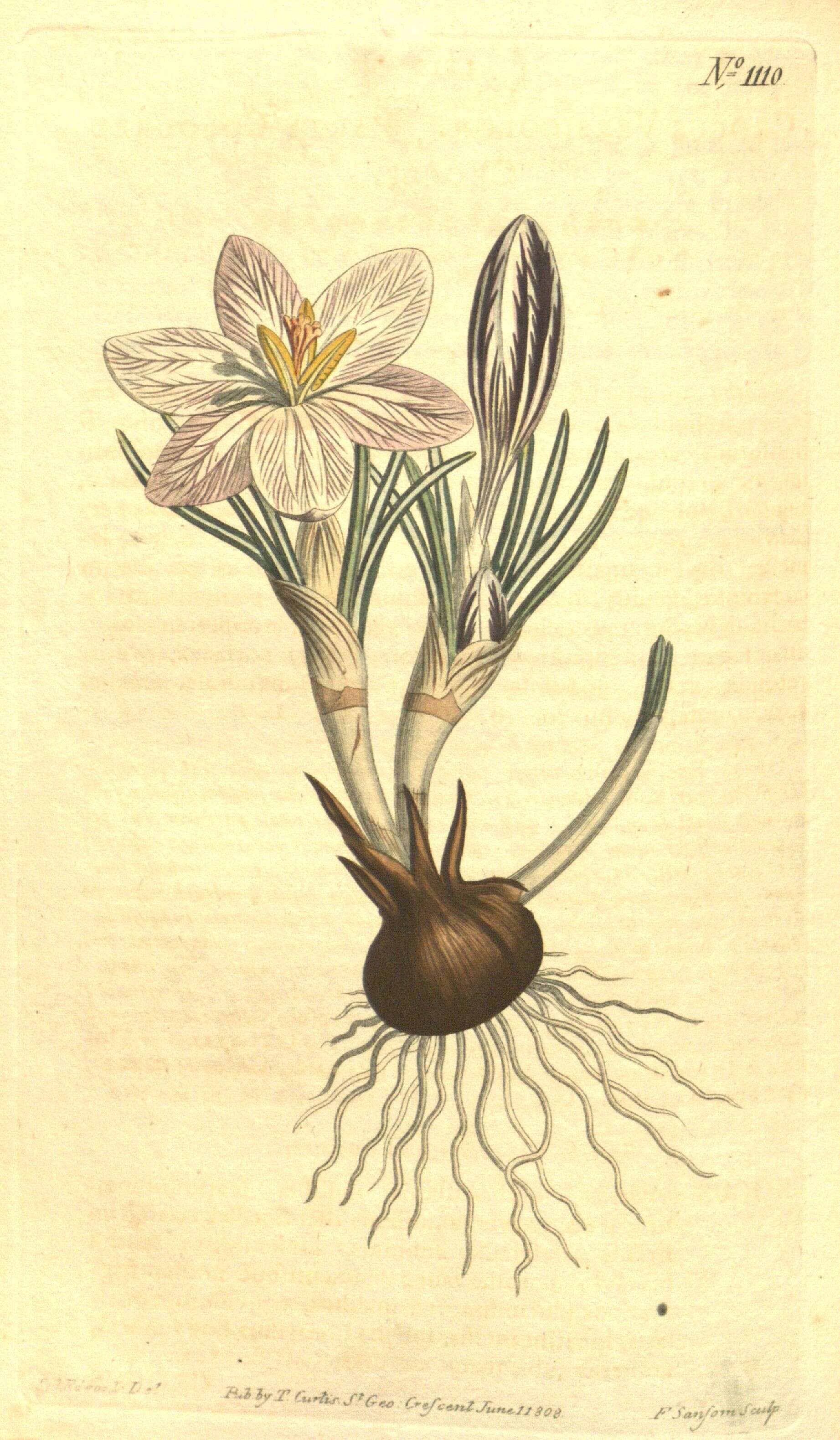 Image of various-coloured crocus