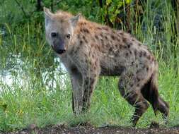 Image of Spotted Hyaenas