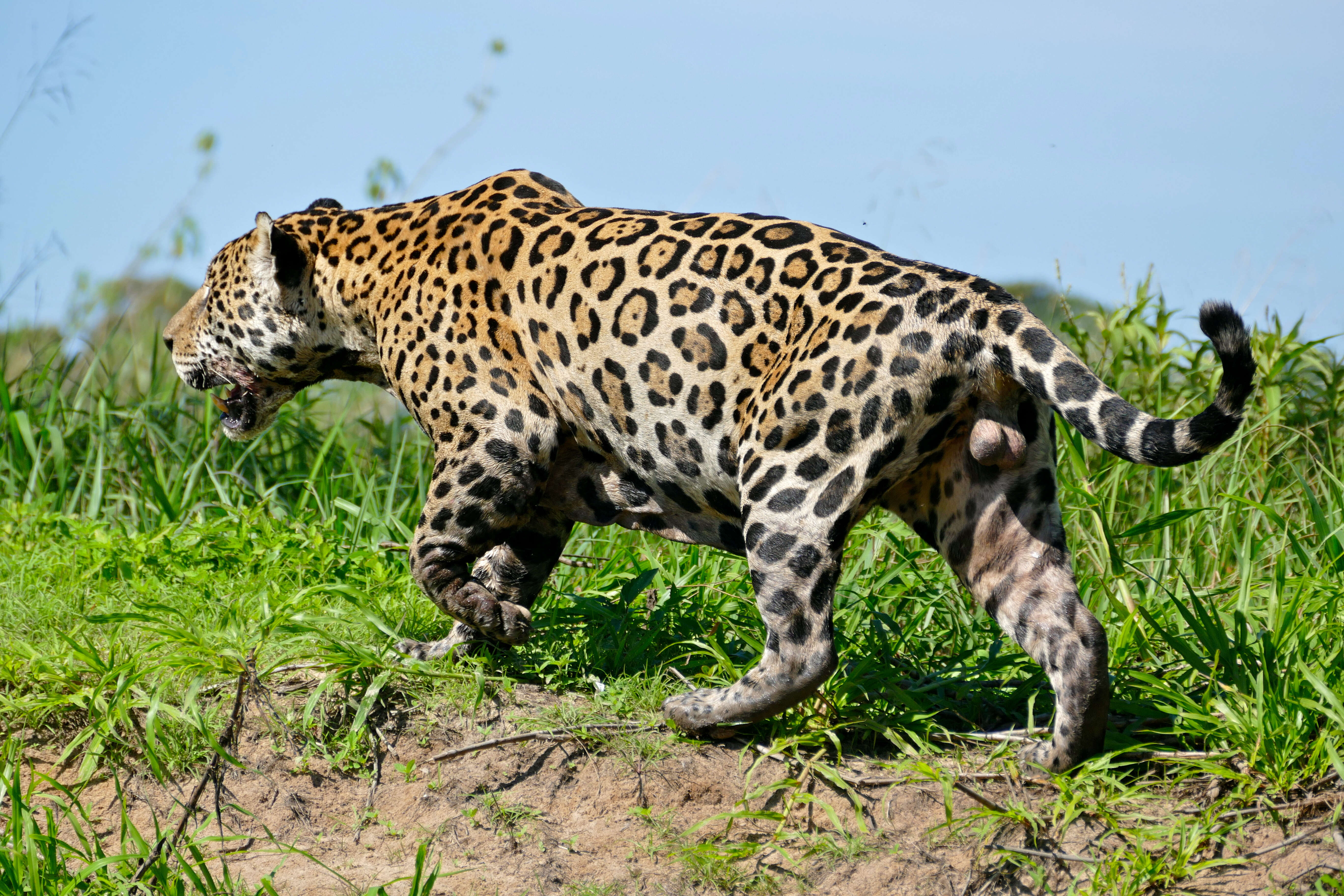 Image of Jaguar