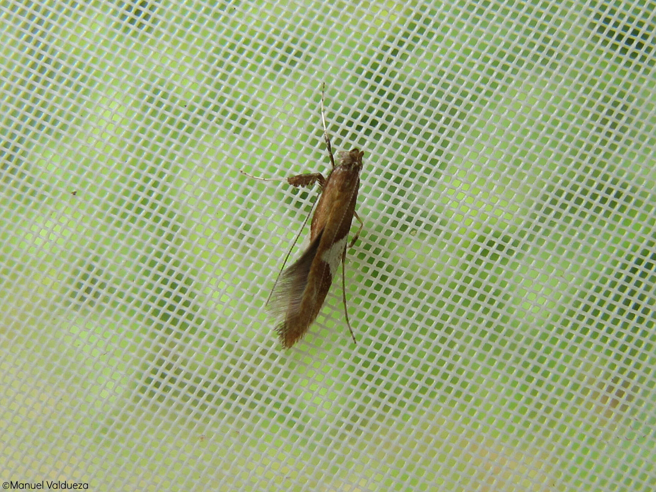 Image of Caloptilia stigmatella (Fabricius 1781)