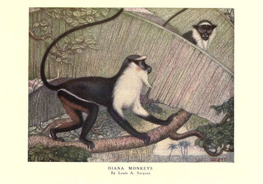 Image of Guenon