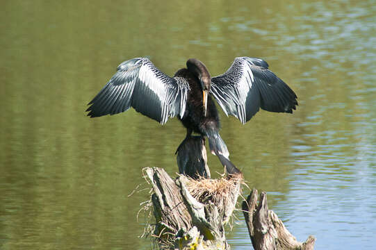 Image of Anhinga