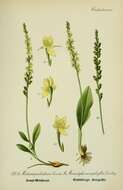 Image of Bog Orchid