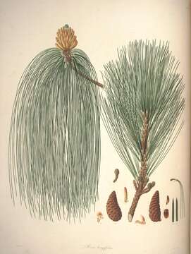 Image de Pinus roxburghii Sarg.