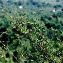 Image of Wirevine