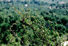 Image of Wirevine