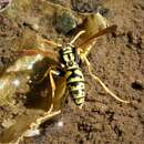 Image of Polistes associus Kohl 1898