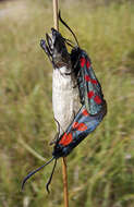 Image of six-spot burnet