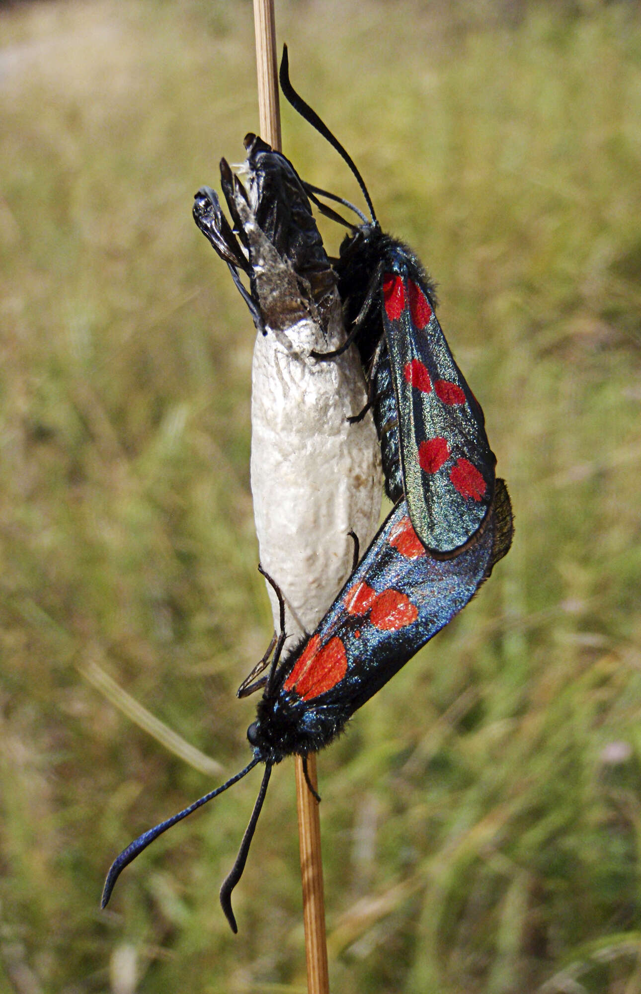 Image of six-spot burnet