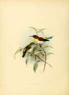 Image of Handsome Sunbird