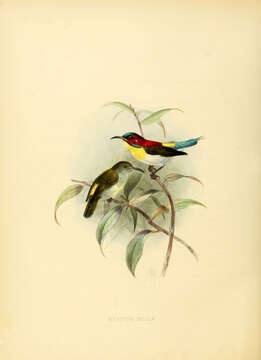 Image of Handsome Sunbird