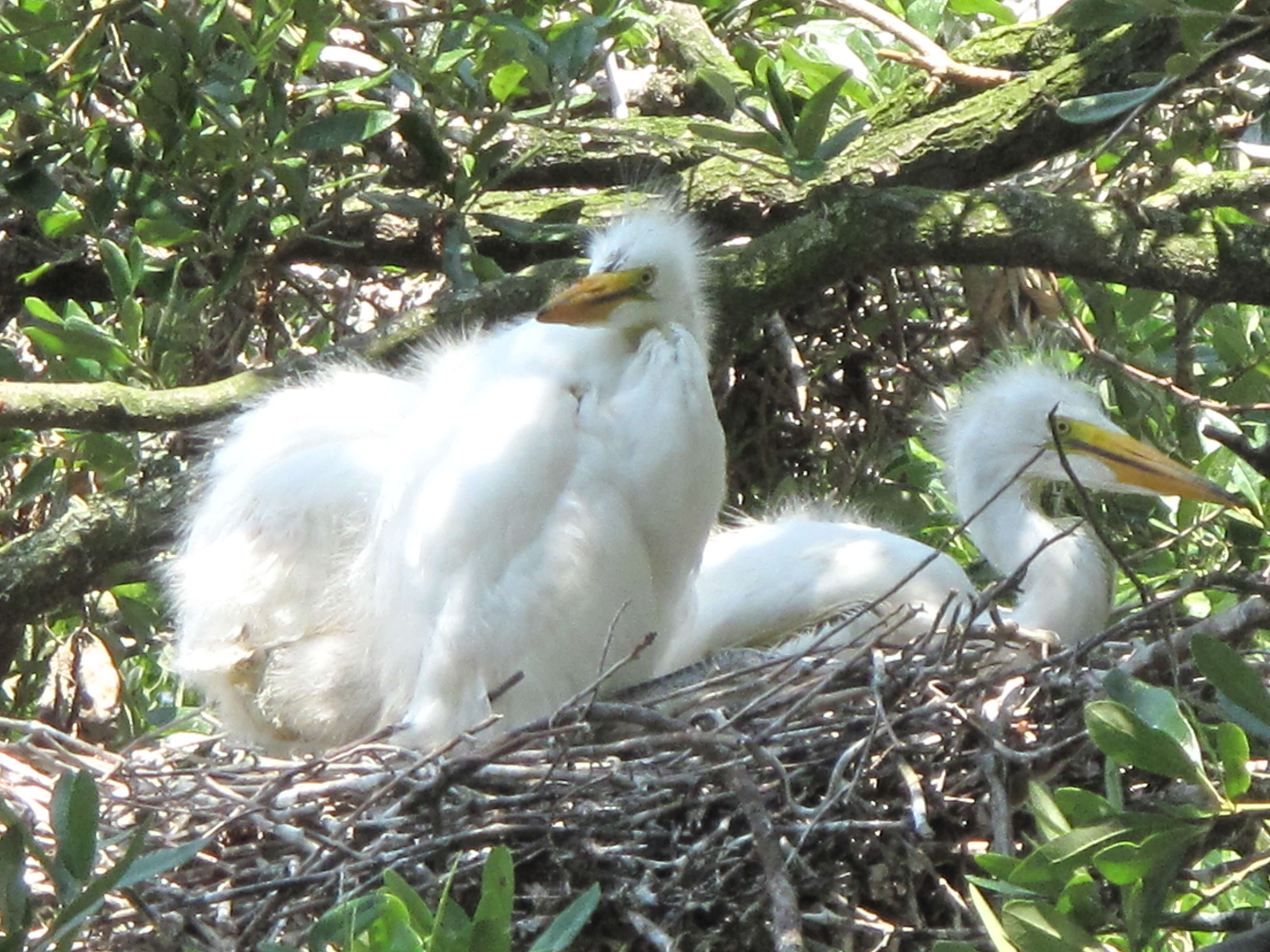 Image of Great Egret