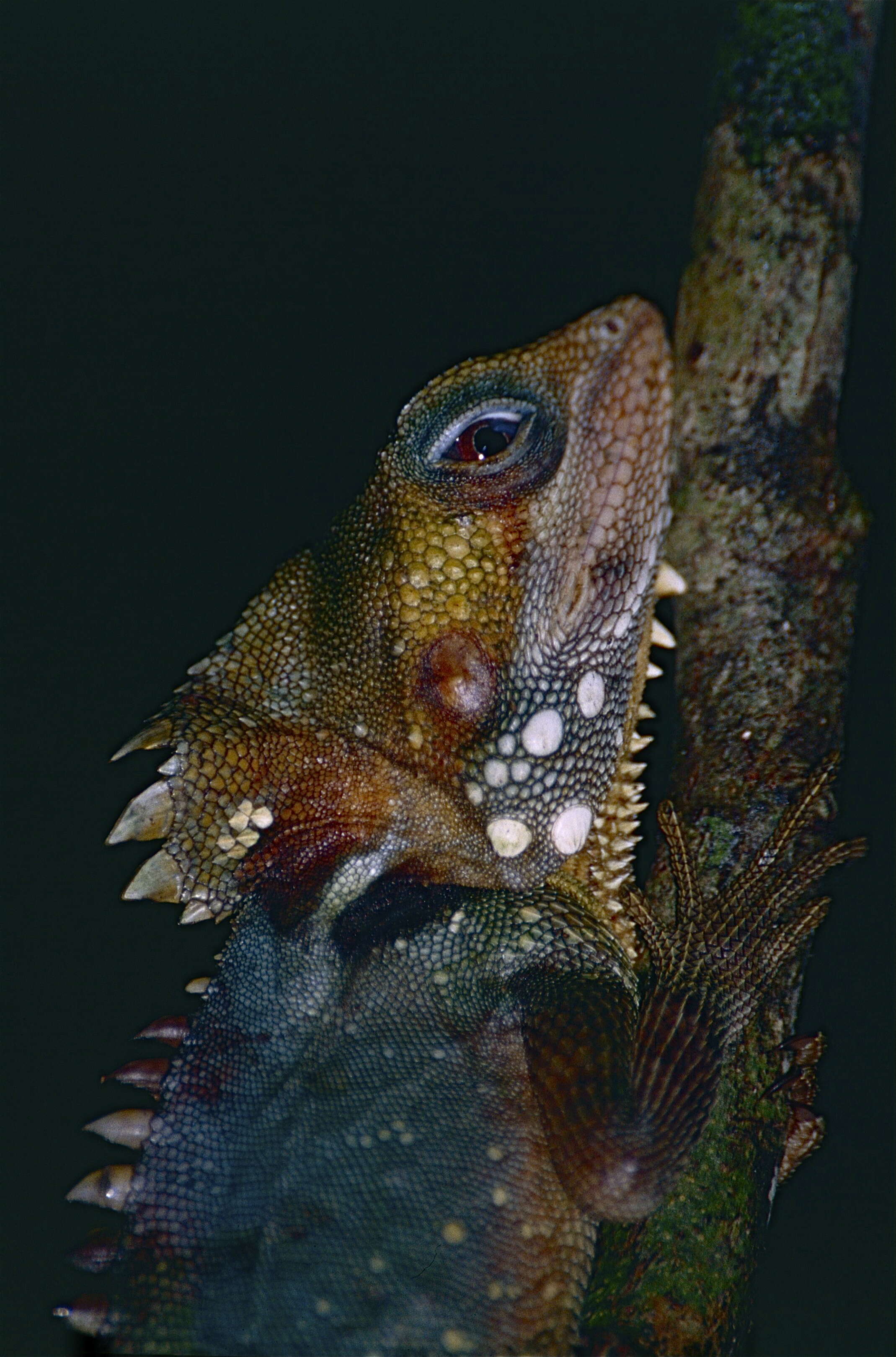 Image of Hypsilurus