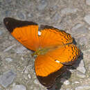 Image of Cirrochroa emalea Guérin