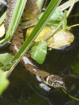 Image of Grass Snake