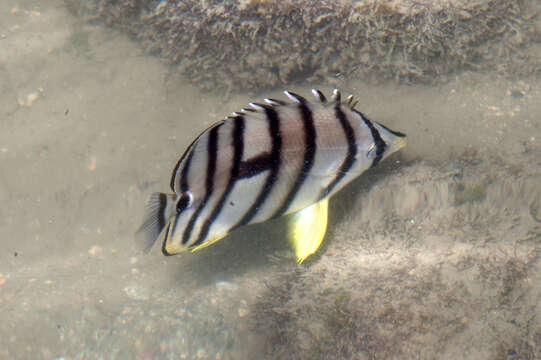 Image of Eight Banded Butterflyfish